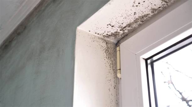 Best Mold Remediation for Specific Building Types in Iota, LA