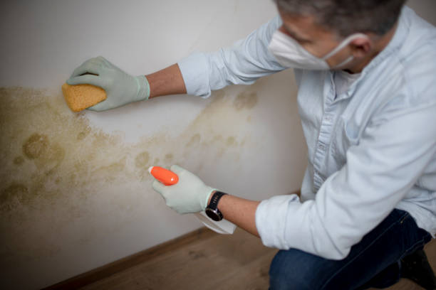 Best Attic Mold Remediation in Iota, LA